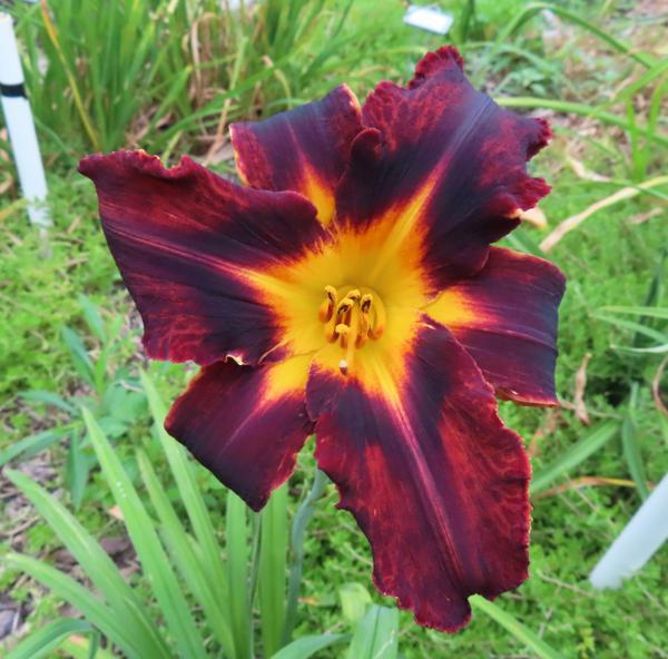 PETAL PUSHER DAYLILIES - FREE TICKET