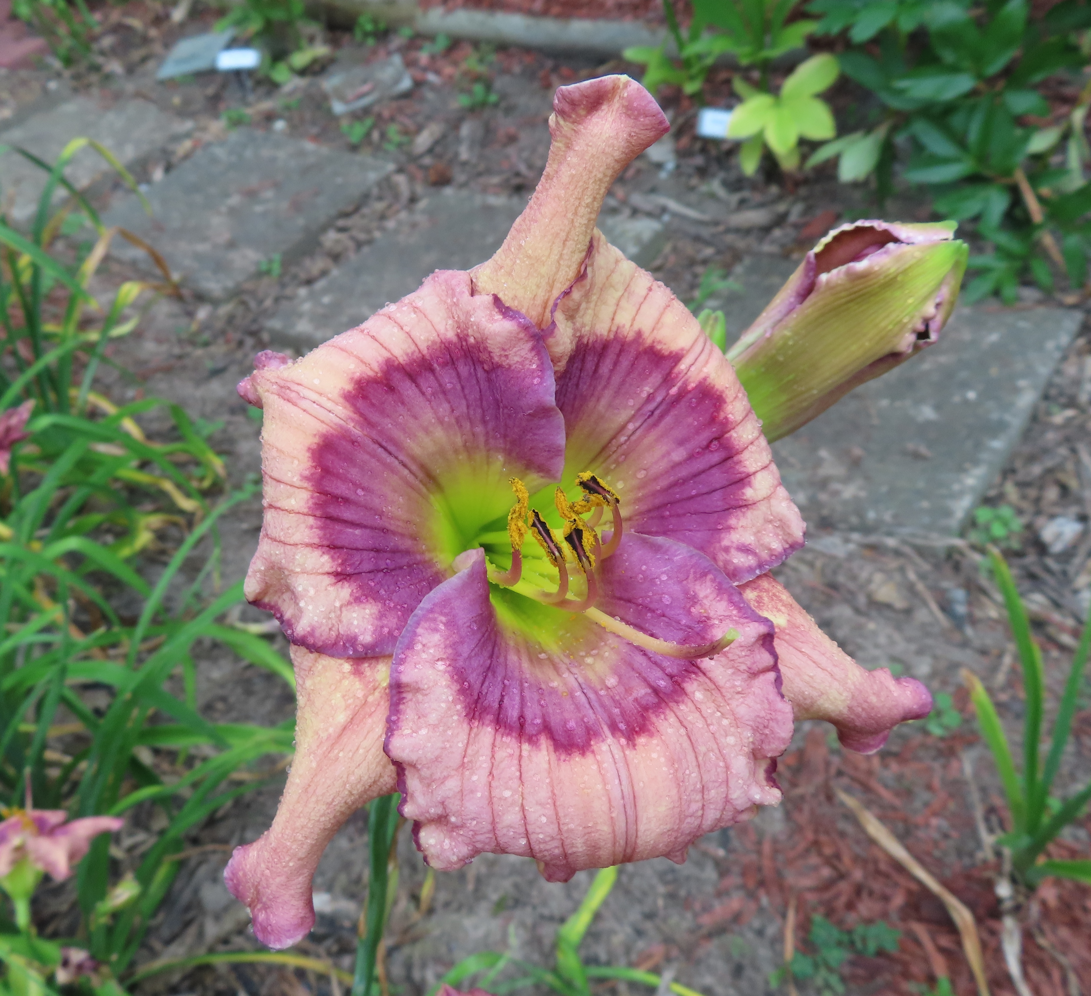 PETAL PUSHER DAYLILIES - DISORDERLY CONDUCT