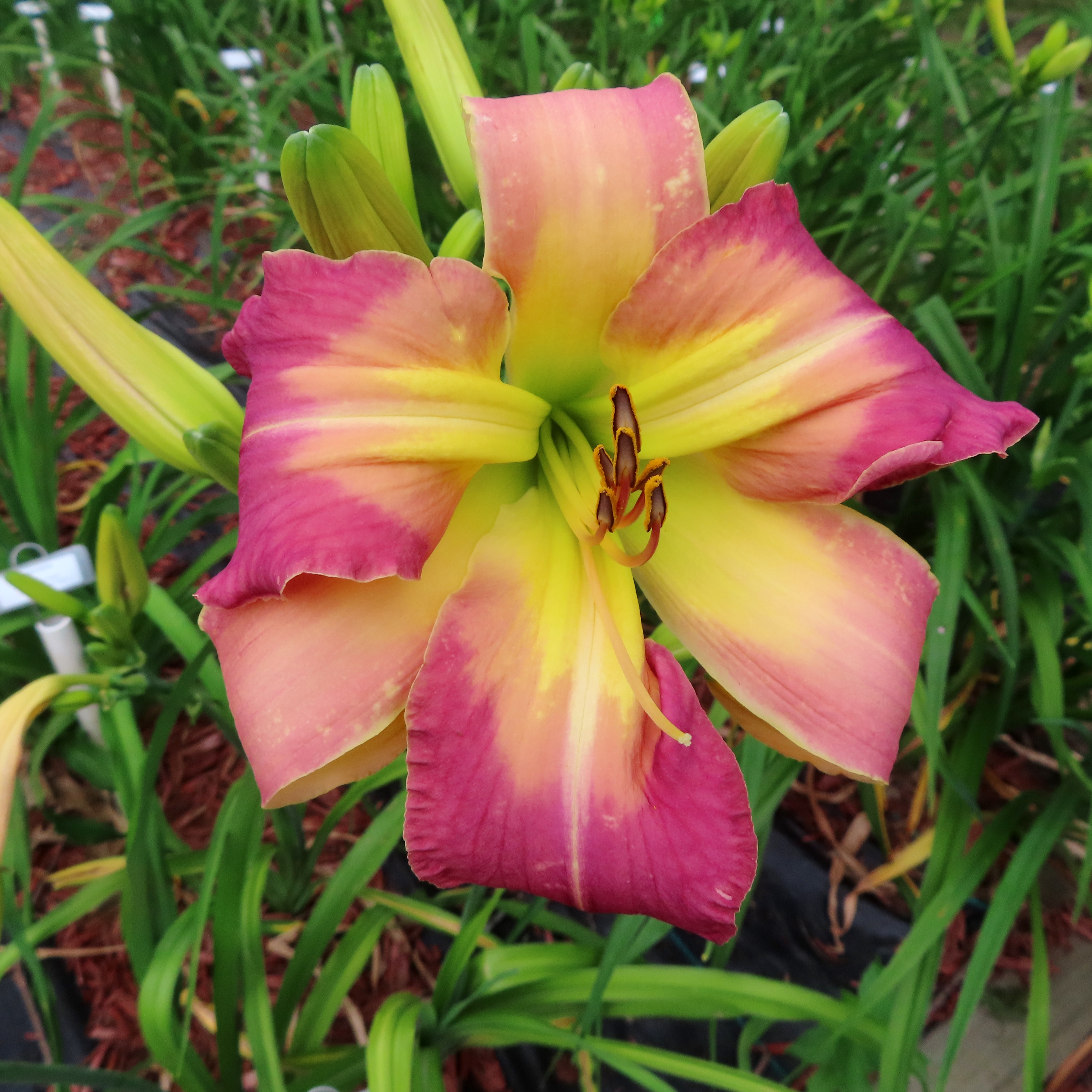 PETAL PUSHER DAYLILIES - SPUTNIK