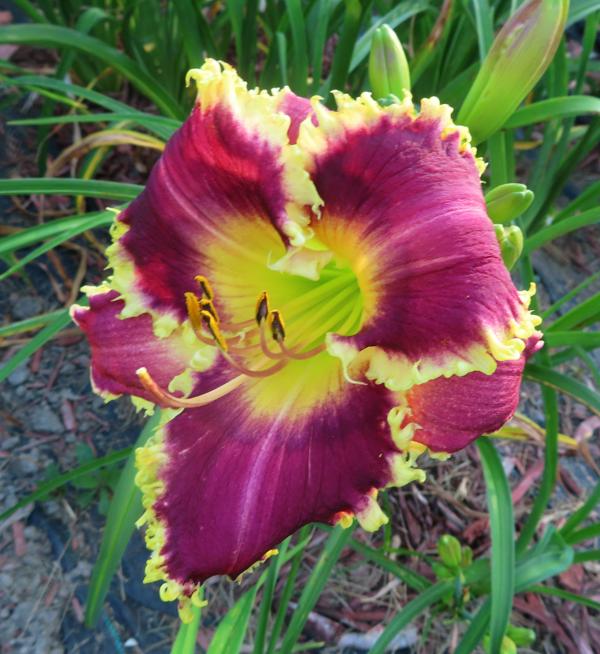 PETAL PUSHER DAYLILIES - SWITCHBLADES