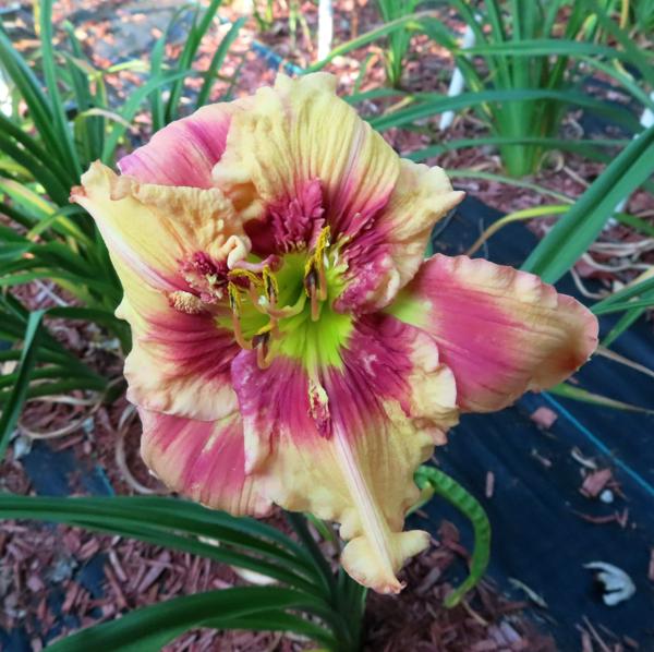 PETAL PUSHER DAYLILIES - WOOSTER LIBBY IN THE ZONE