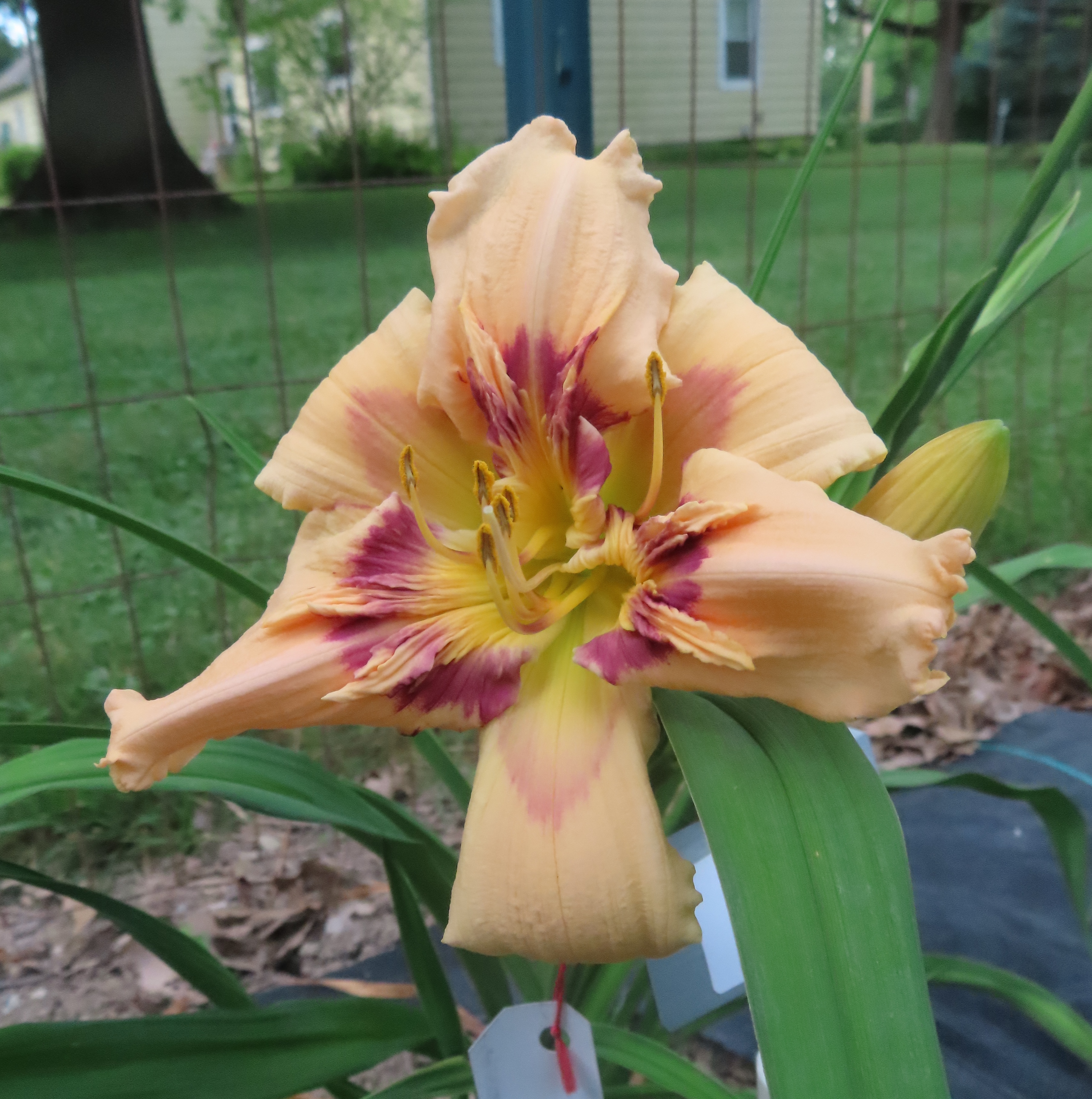 PETAL PUSHER DAYLILIES - SHOTSKI