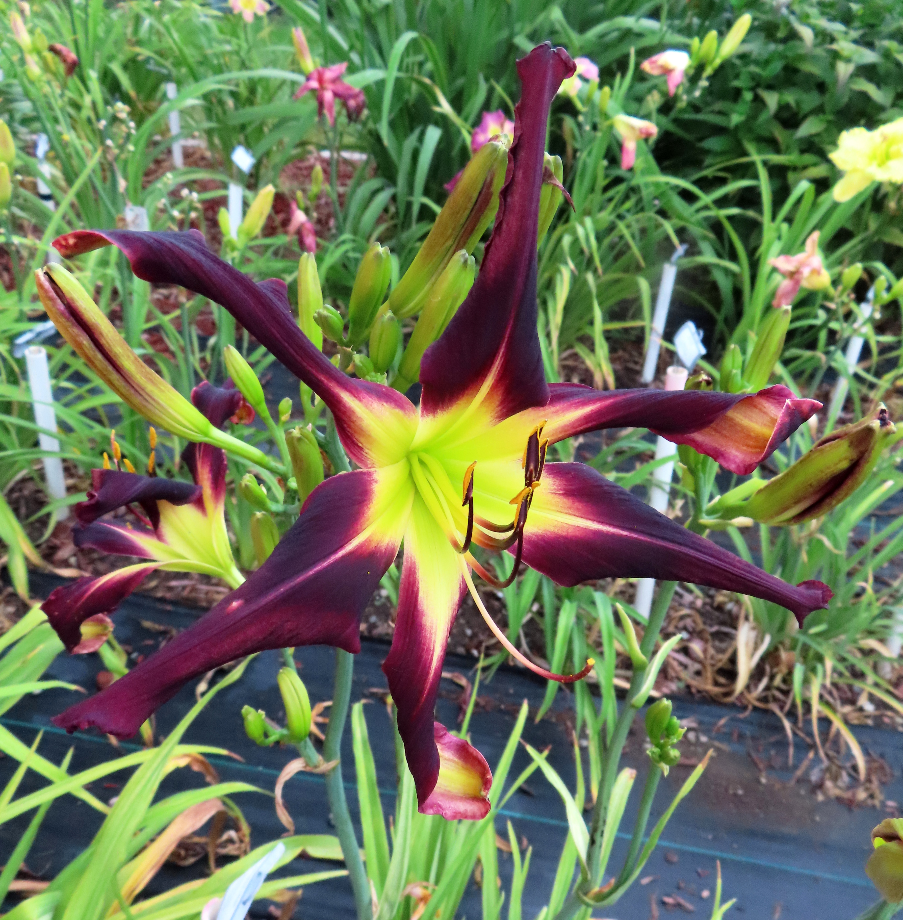 PETAL PUSHER DAYLILIES - LICORICE TWIST