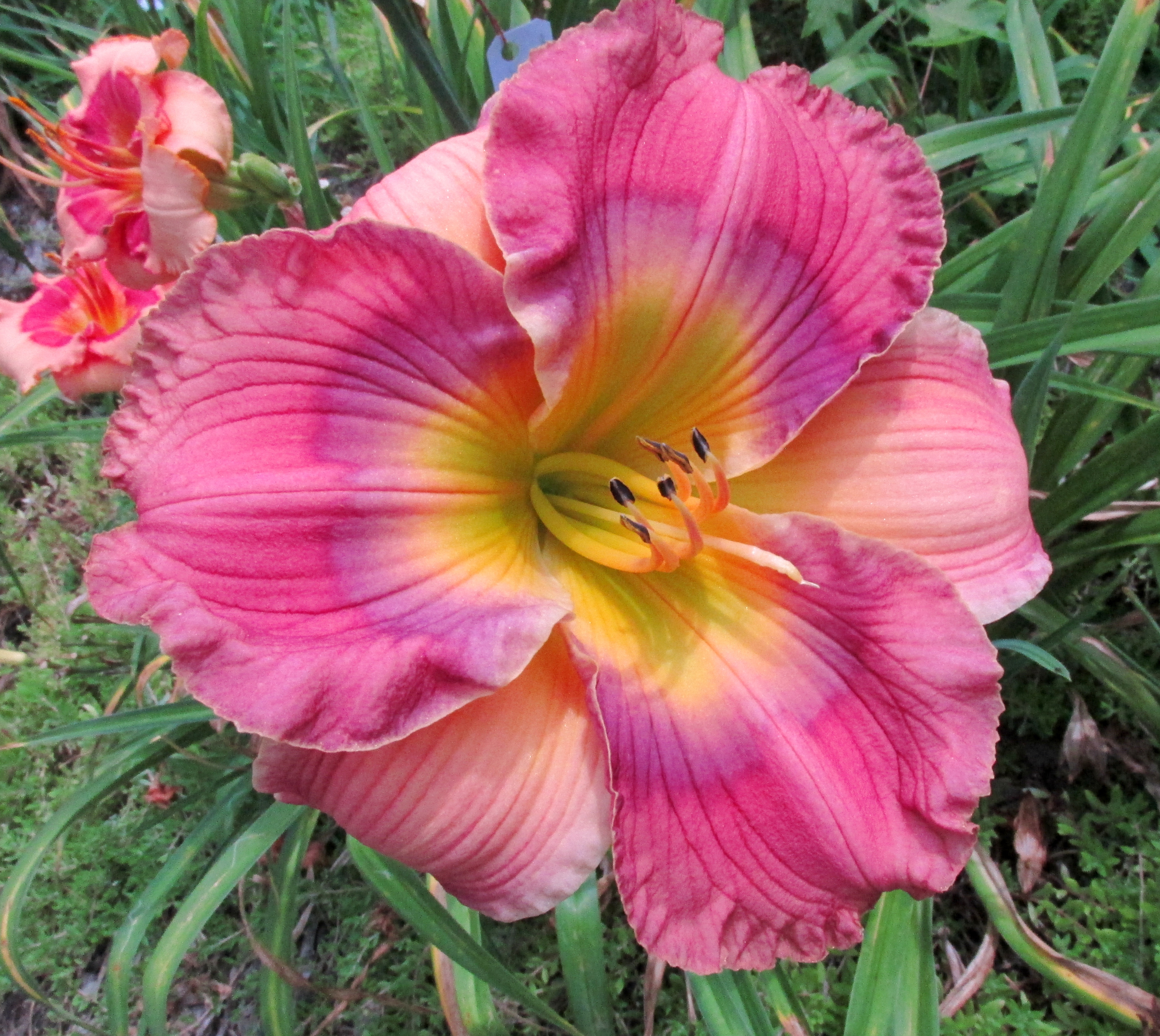 PETAL PUSHER DAYLILIES - LIKE A CHILD