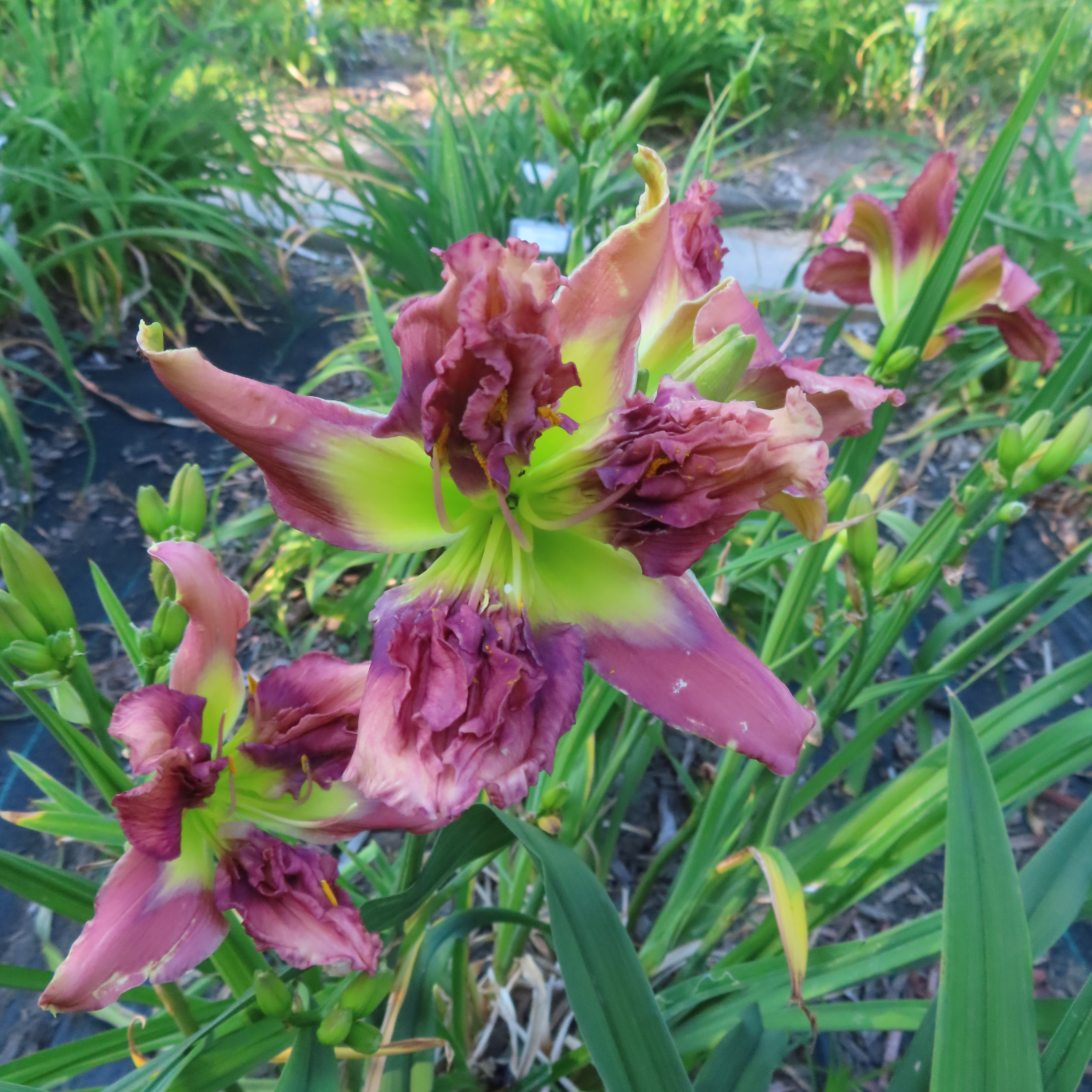 PETAL PUSHER DAYLILIES - EMPEROR'S CROCODILE