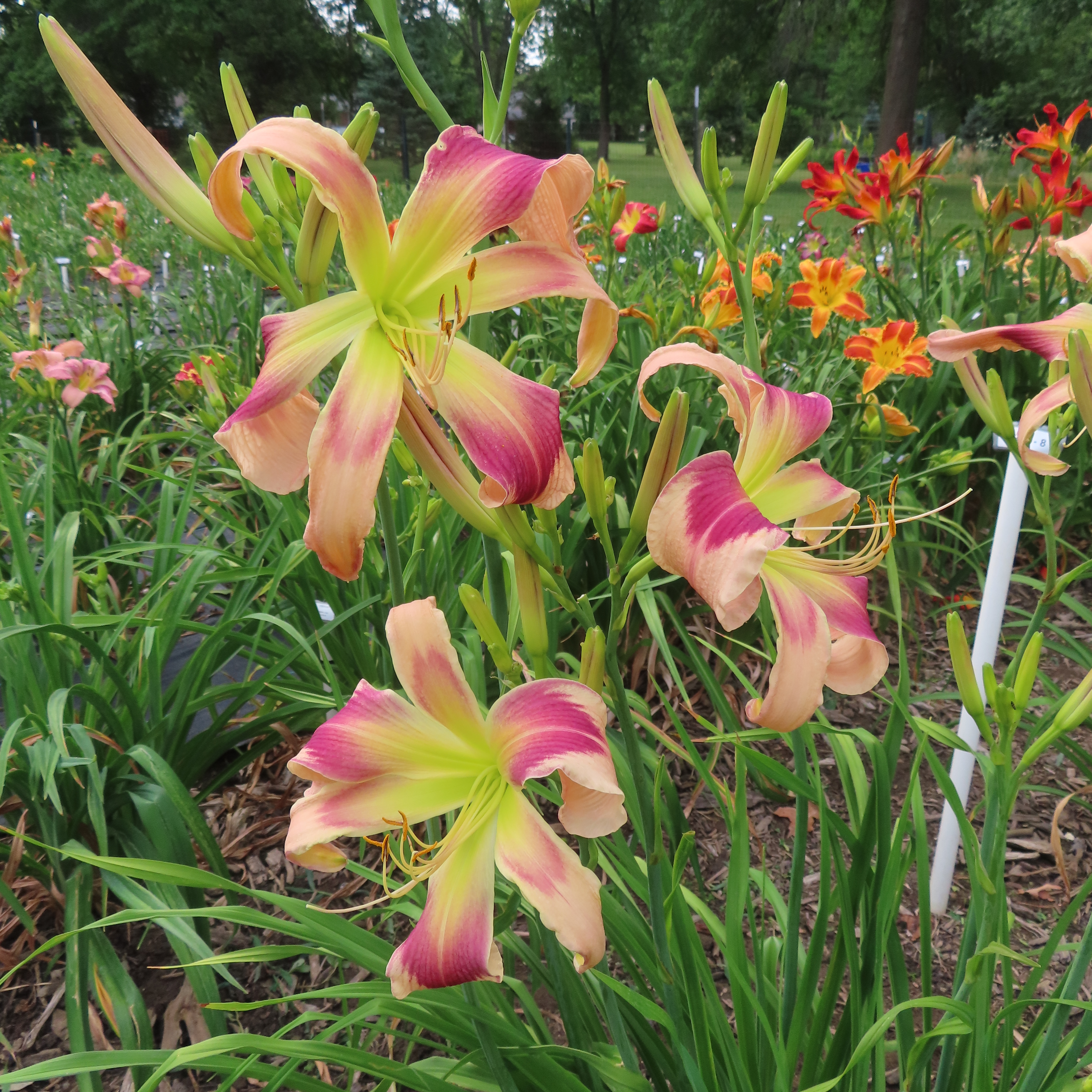 PETAL PUSHER DAYLILIES - JUST JESSIE