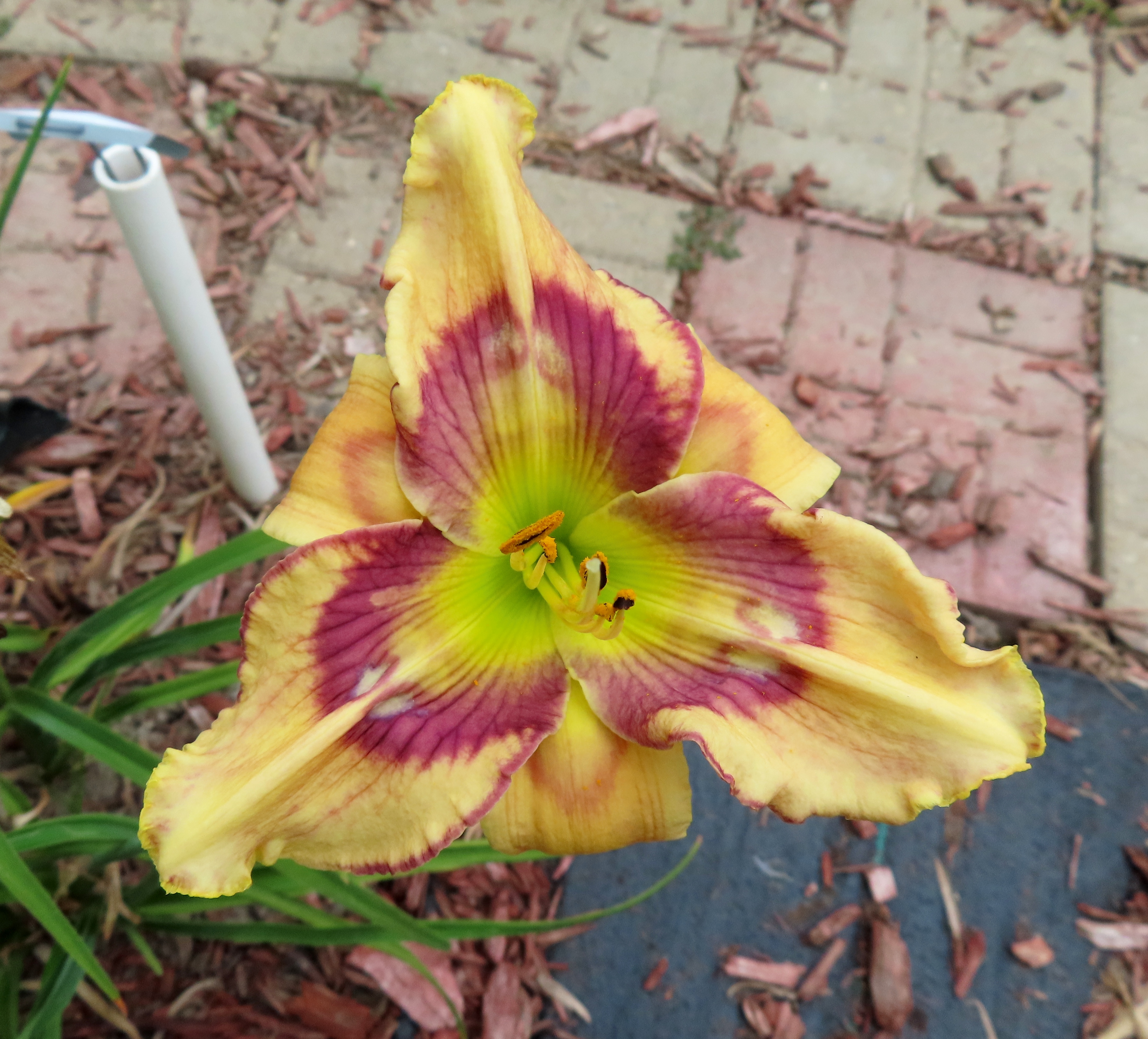 PETAL PUSHER DAYLILIES - CONSOLE