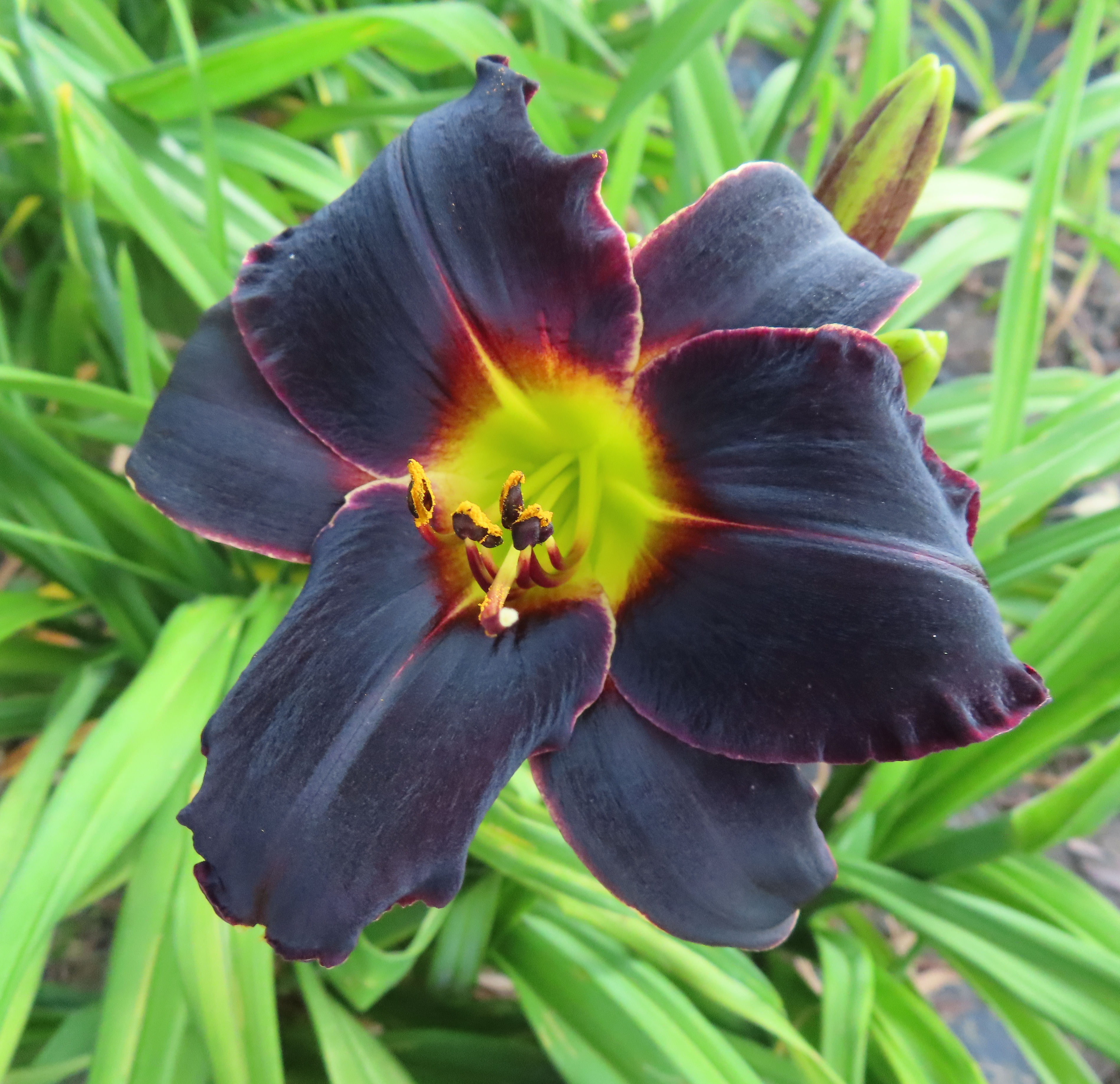 PETAL PUSHER DAYLILIES - PROBABLE CAWS FOR A MURDER