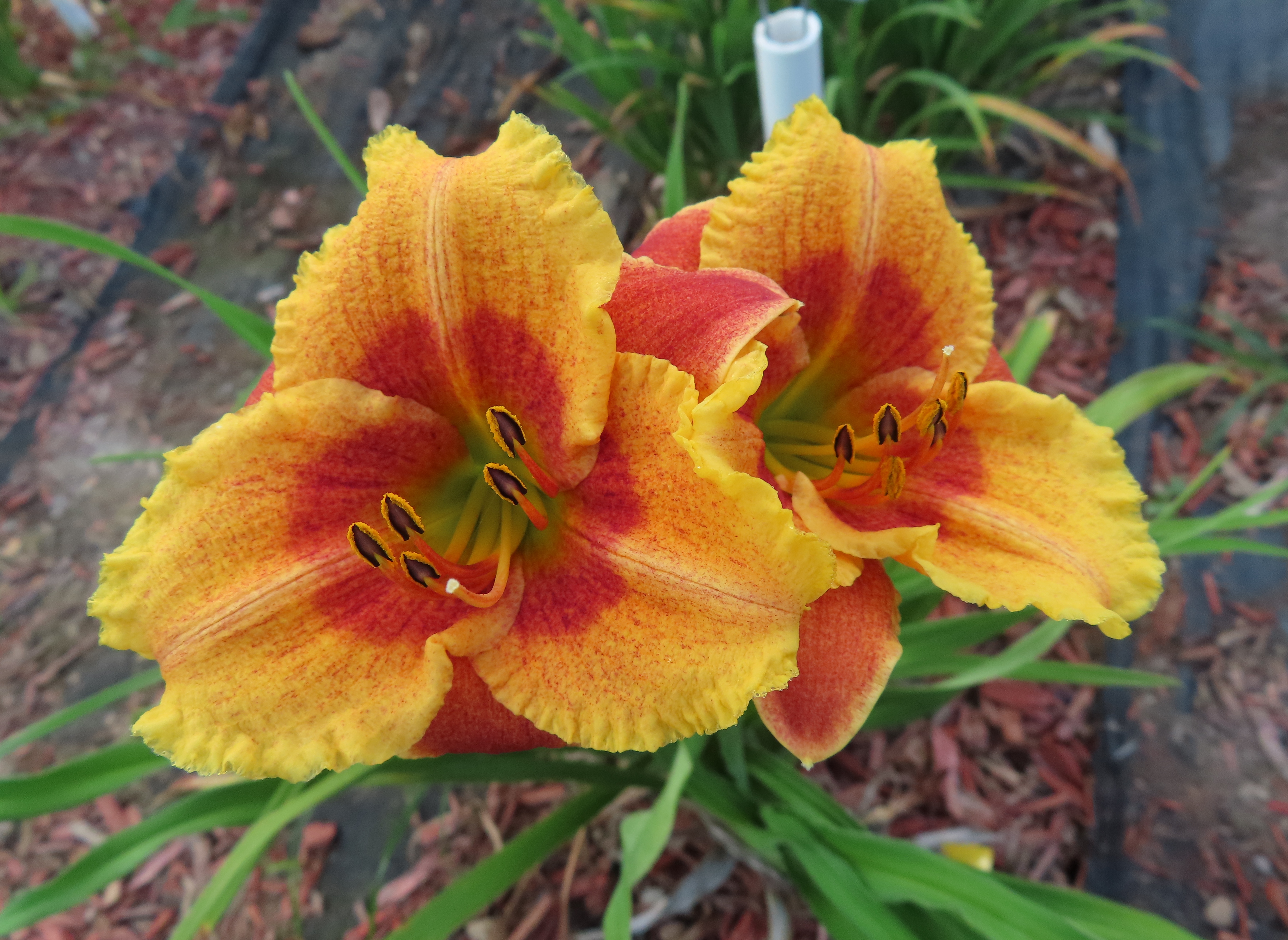 PETAL PUSHER DAYLILIES - CLYDE REESE JR