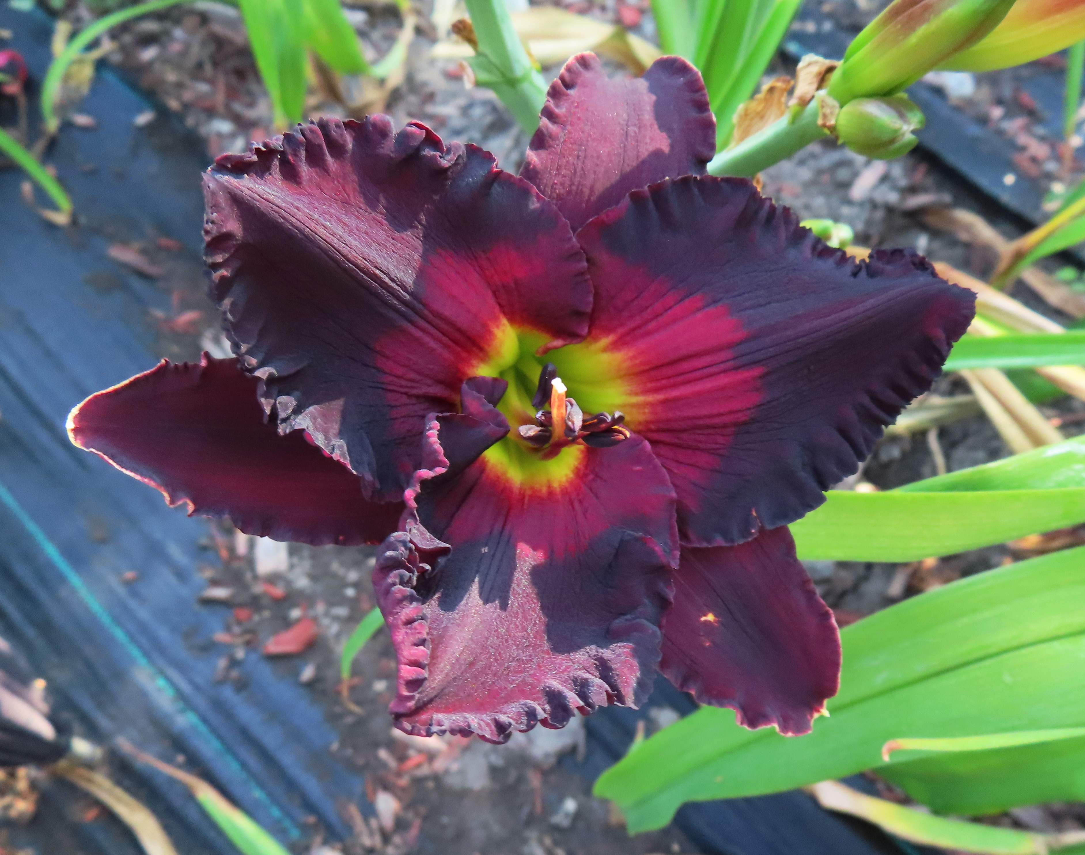 PETAL PUSHER DAYLILIES - CLASH OF ABSOLUTES