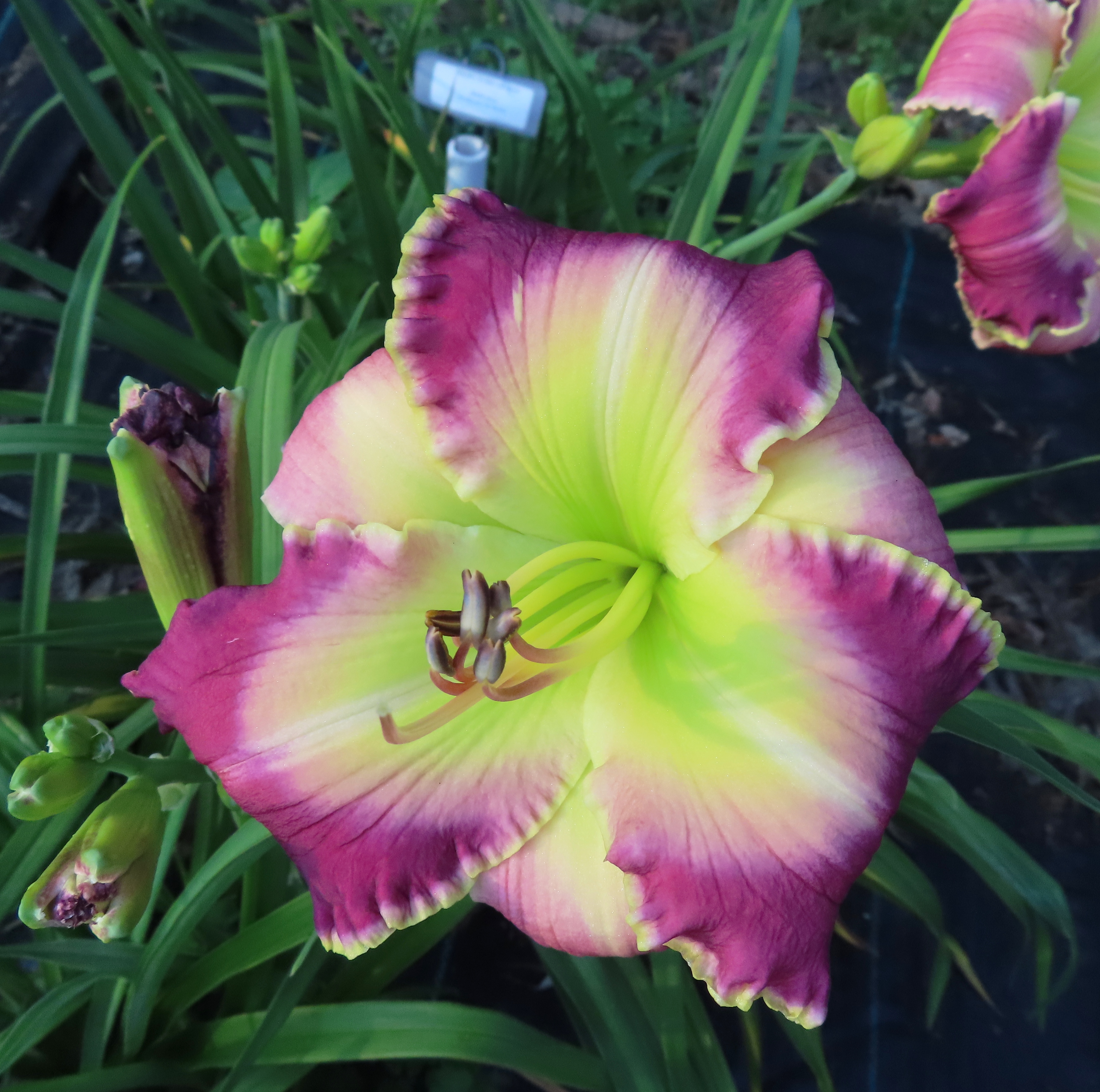 PETAL PUSHER DAYLILIES - GOOD GOLLY