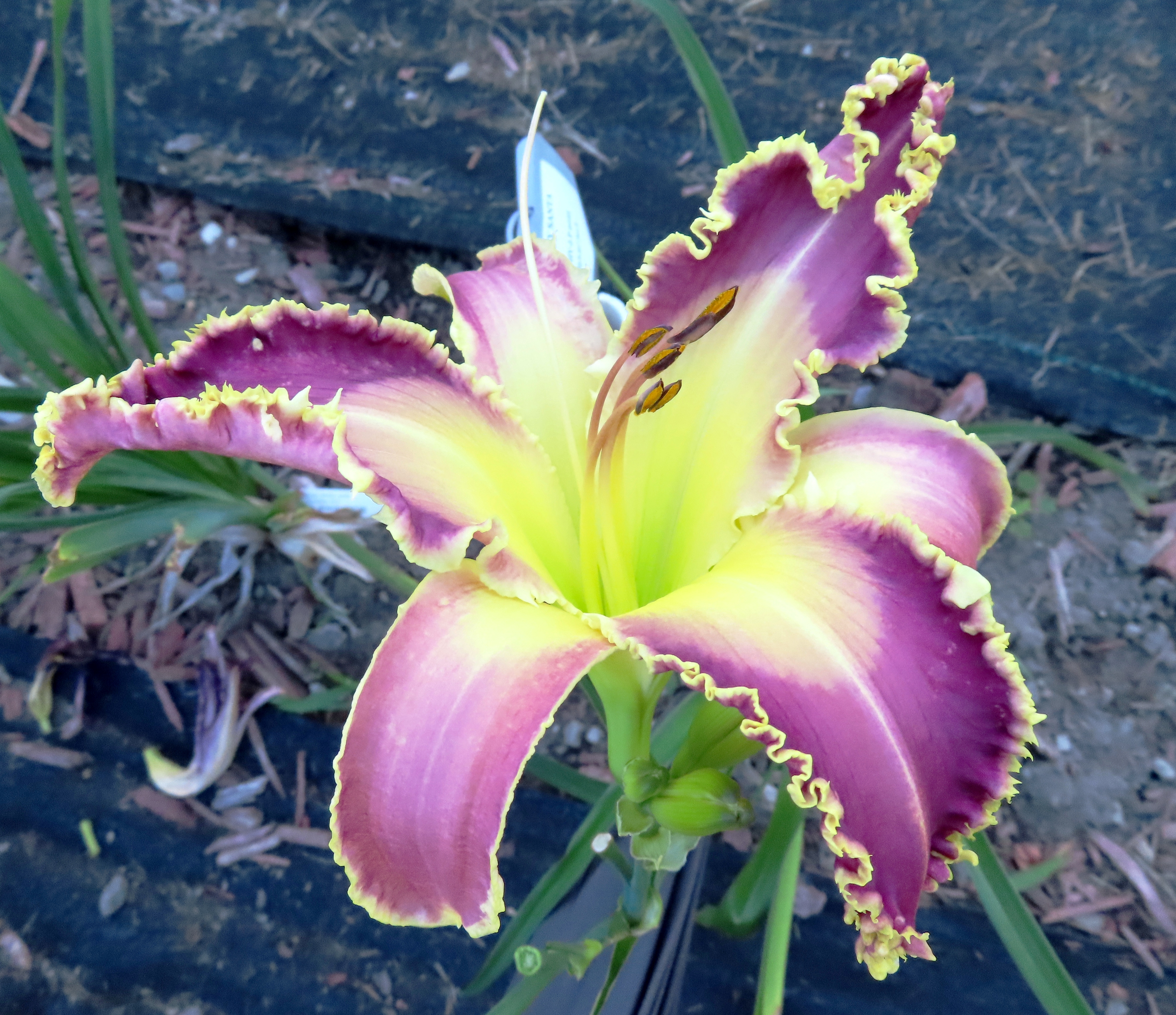 PETAL PUSHER DAYLILIES - JUST MAGICAL