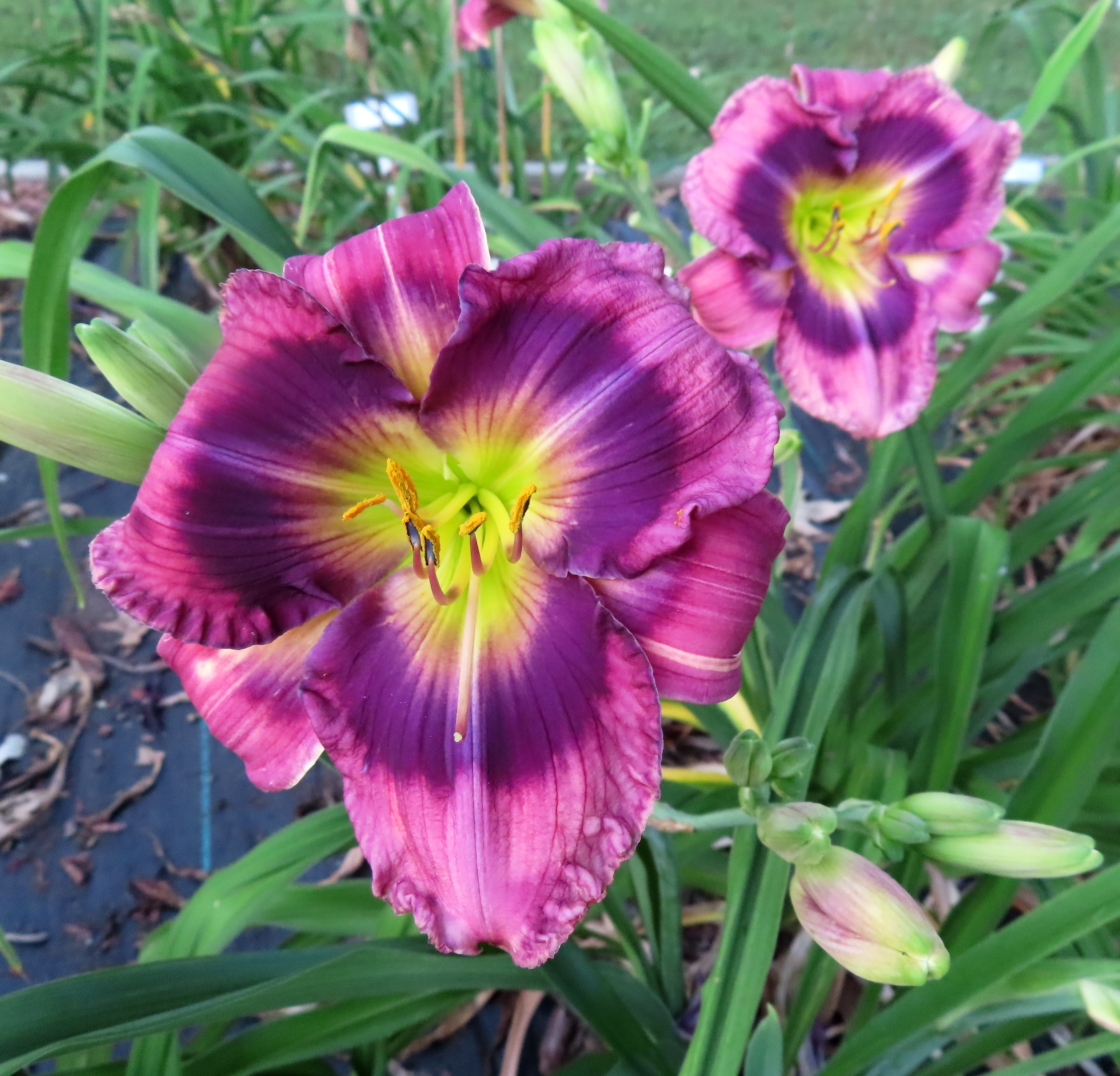 PETAL PUSHER DAYLILIES - LATE RESPONSE