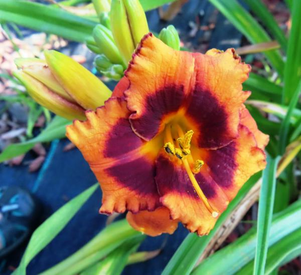 PETAL PUSHER DAYLILIES - MADELINE NETTLES EYES