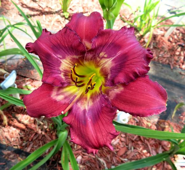 PETAL PUSHER DAYLILIES - NINJA WARRIOR