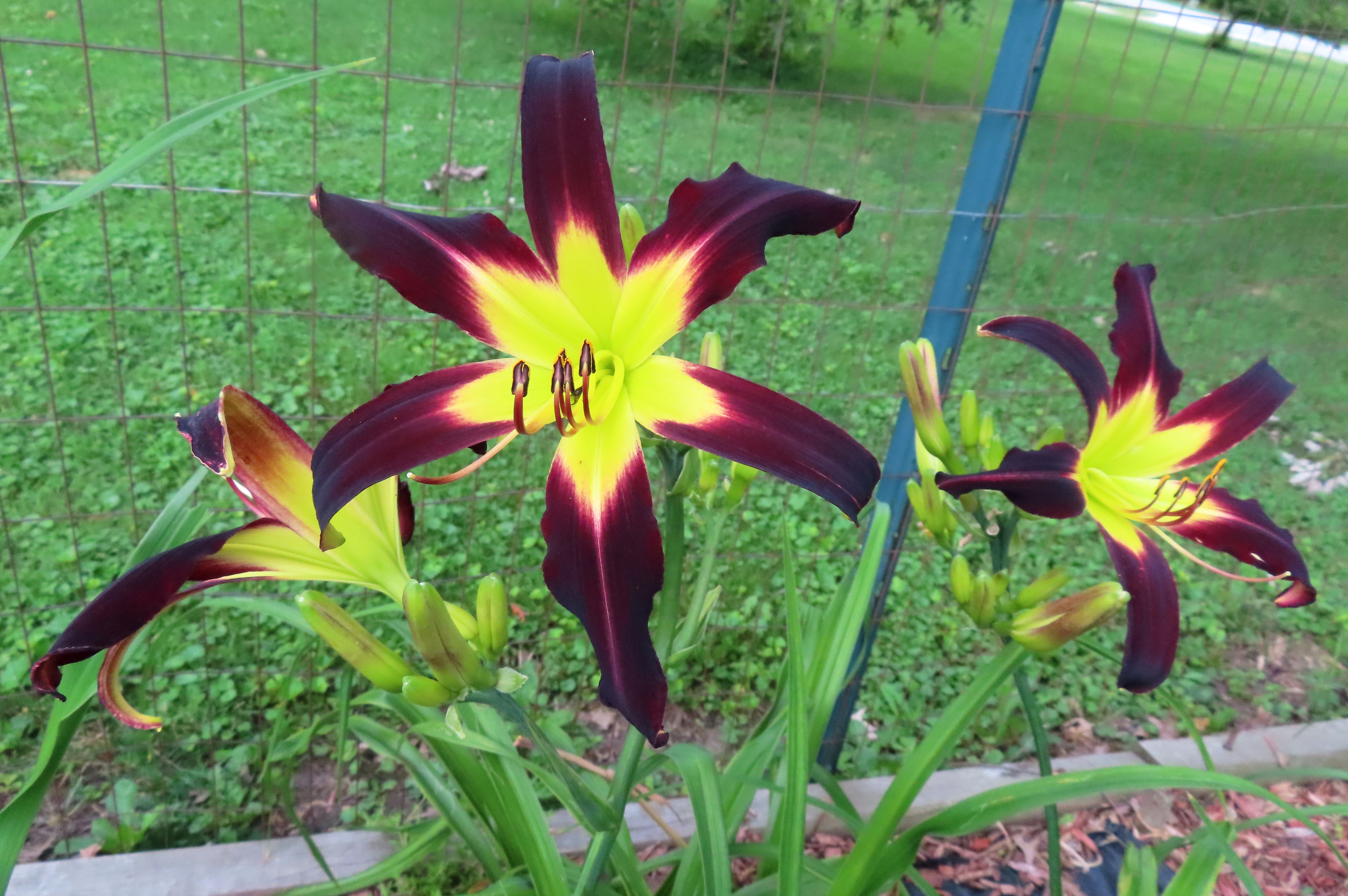 PETAL PUSHER DAYLILIES - SKEDADDLE