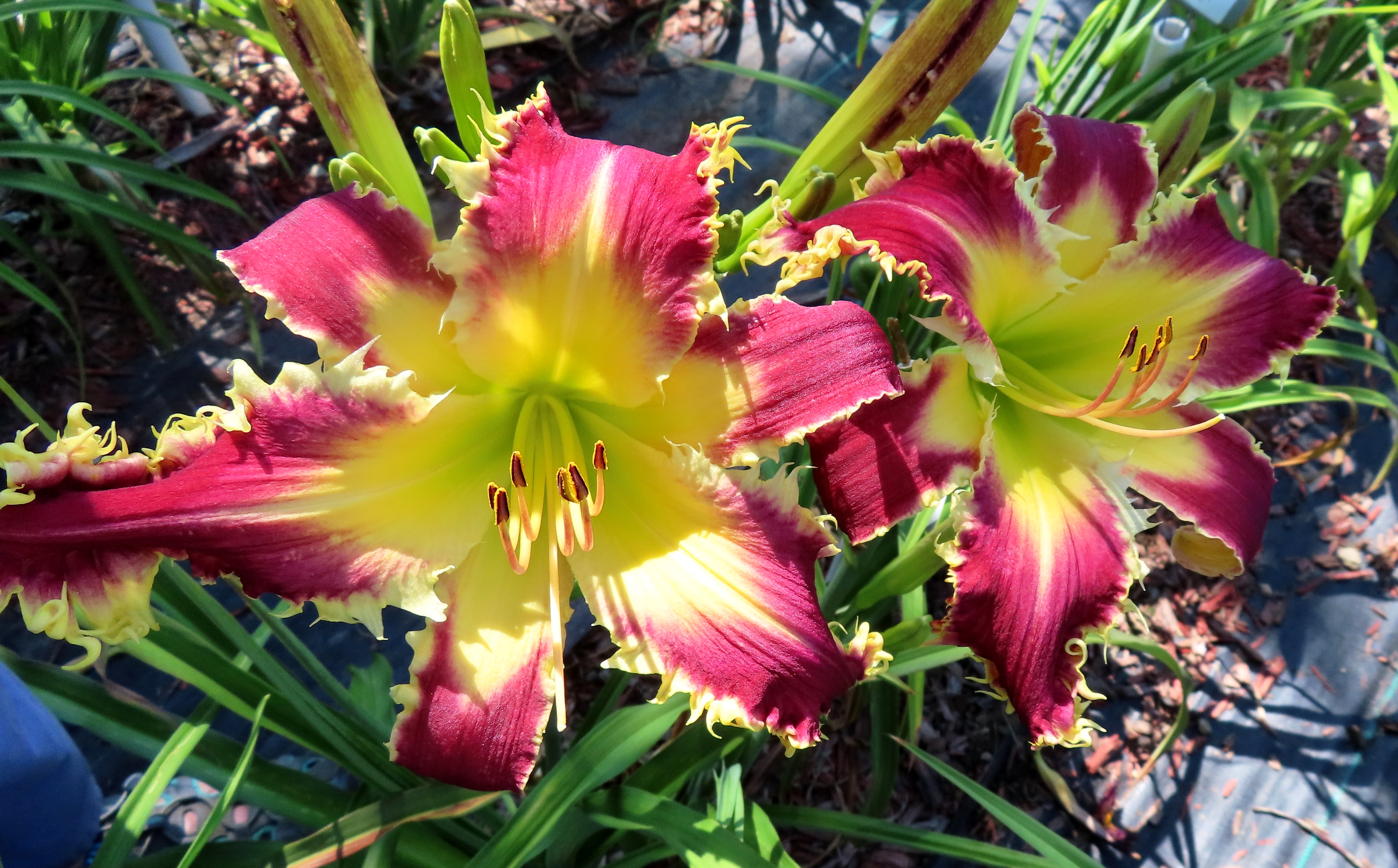 PETAL PUSHER DAYLILIES - UNCONTROLLED BLAZE